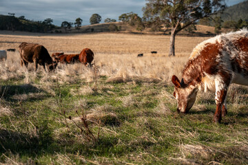 Herd of fat Cows in long grass in a field with pasture in summer