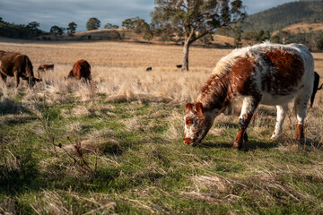 Herd of fat Cows in long grass in a field with pasture in summer
