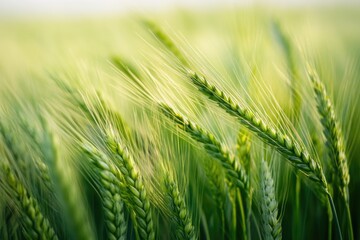 Fototapeta premium Close-up of vibrant green wheat stalks swaying gently in a field