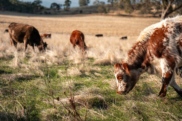 long native grasses on a regenerative agricultural farm. pasture in a grassland in the bush in...
