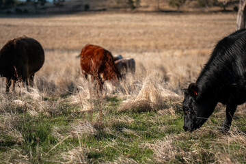 Herd of fat Cows in long grass in a field with pasture in summer