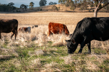 Herd of fat Cows in long grass in a field with pasture in summer
