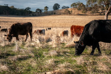 Herd of fat Cows in long grass in a field with pasture in summer