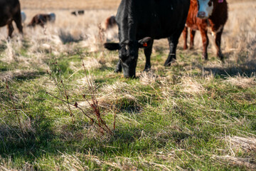 long native grasses on a regenerative agricultural farm. pasture in a grassland in the bush in...
