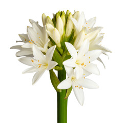 Obraz premium Single blooming tuberose flower stalk with white petals, isolated on transparent background PNG