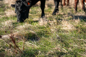 Herd of fat Cows in long grass in a field with pasture in summer
