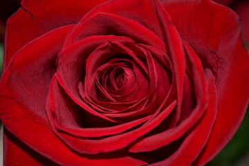 red rose closeup