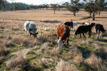 Herd of fat Cows in long grass in a field with pasture in summer