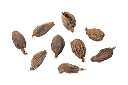 Black cardamom pods isolated on transparent background	