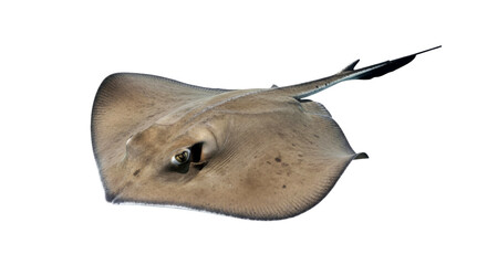 Majestic Stingray: Graceful Underwater Creature of the Ocean Depths
