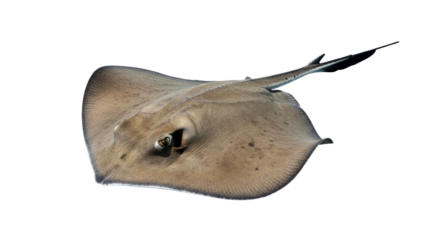 Majestic Stingray: Graceful Underwater Creature of the Ocean Depths