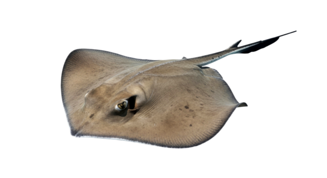 Majestic Stingray: Graceful Underwater Creature of the Ocean Depths