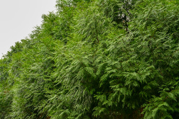  Several vibrant green arborvitae trees grow closely together, creating a dense and textured...