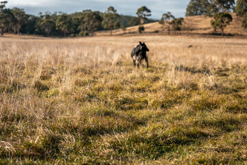 long native grasses on a regenerative agricultural farm. pasture in a grassland in the bush in...