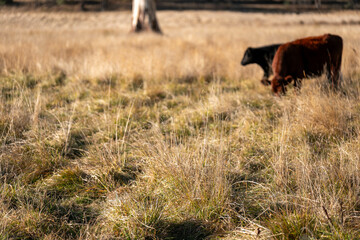 Herd of fat Cows in long grass in a field with pasture in summer