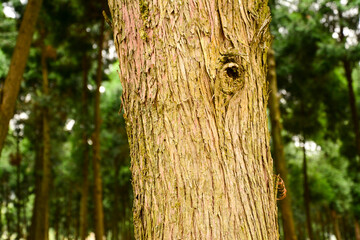 A close-up highlighting the rough and detailed texture of tree bark. Natural tree bark pattern in a...
