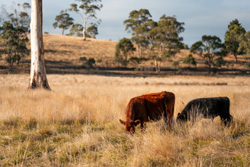 Herd of fat Cows in long grass in a field with pasture in summer
