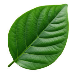 Obraz premium Single vibrant green leaf of plant isolated PNG with Transparent Background