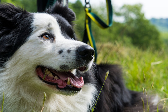 A smiling Border Collie dog, sitting in a field 