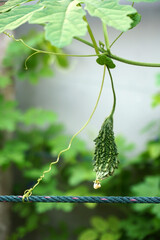 Bitter gourd, selective focus. Bitter melon