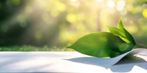 Green Leaves on White Paper with Sunlight in Natural Outdoor Setting