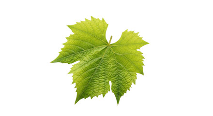 Fototapeta premium Grape leaf in bright green color isolated PNG with Transparent Background