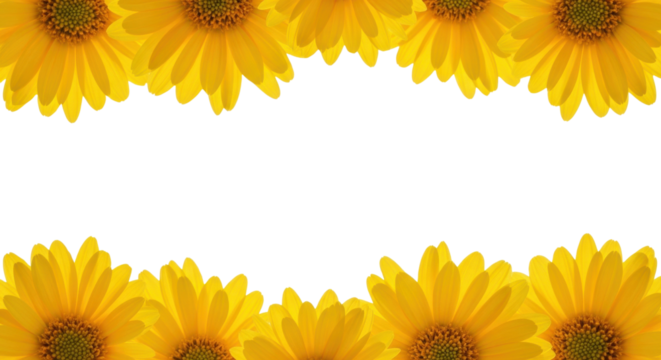Vibrant yellow daisy flower frame isolated PNG with Transparent Background