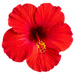  Bright red hibiscus flower in full bloom with long stamen, top view, isolated on transparent background PNG