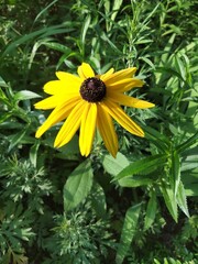 Yellow Rudbeckia on a clear midsummer day