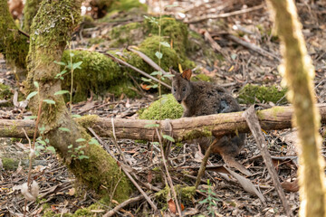 Beautiful kangaroo in the Australian bush, in the blue mountains, nsw. Australian wildlife in a...