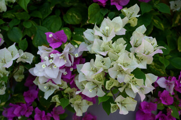 Bougainvillea flowers, selective focus. Beautiful Bougainvillea flowers or Paper Flower