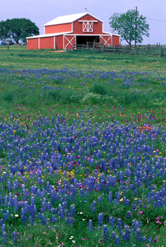Spring wildflowers Texas bluebonnets Indian Paintbrush Texas April