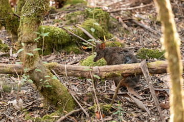 Beautiful kangaroo in the Australian bush, in the blue mountains, nsw. Australian wildlife in a...