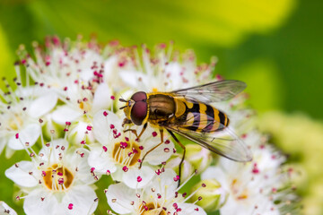 hoverfly on white spirea flowers. colorful photo of wildlife. macro photo of an insect. close-up. space for text