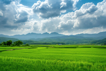 Obraz premium korean_rice_fields_summer Lush green rice fields in summer with distant mountains and fluffy clouds, vibrant rural Korea 