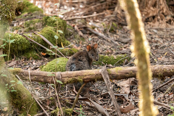 Beautiful kangaroo in the Australian bush, in the blue mountains, nsw. Australian wildlife in a...