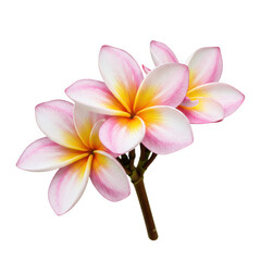 Fototapeta premium Three delicate pink and yellow plumeria flowers on a branch isolated on transparent background