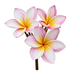 Naklejka premium Three delicate pink and yellow plumeria flowers isolated on transparent background
