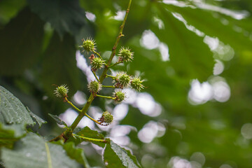 Ripe green spiky chestnut fruit on blurred background with bokeh. space for text. colorful flower photography. close-up. beautiful screensaver.