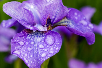 iris flower with raindrops and dew on a blurred background with bokeh. space for text. colorful...