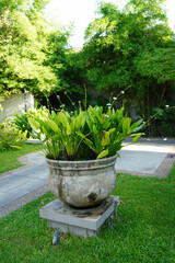 Garden decorating ideas, Flowering aquatic plants in big modern cement pottery for tropical gardens style or Bali style gardens 