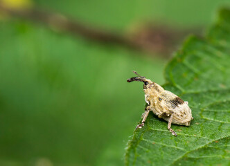 an elephant beetle sits on a green leaf in a blurred background . colorful photo of wildlife. macro photo of an insect. close-up. space for text