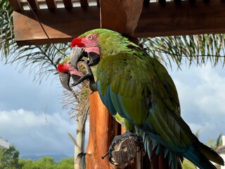PERICOS