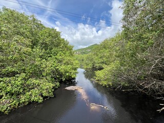 PAISAJE MANGLAR COCODRILO RIO 