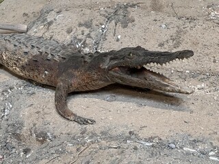 CRÍA DE COCODRILO DISECADO 