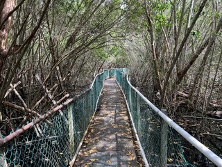 CAMINO DE MADERA MANGLAR