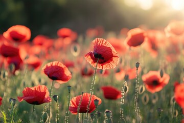 Obraz premium A vibrant poppy field bathed in golden sunlight