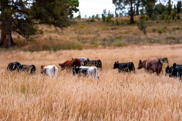 Herd of fat Cows in long grass in a field with pasture in summer