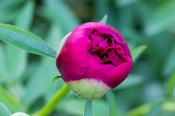 narrow-leaved peony buds on a blurred background with highlights. colorful flower photo. bokeh....