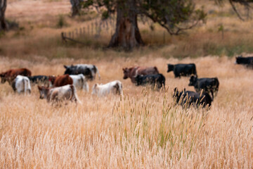 Herd of fat Cows in long grass in a field with pasture in summer